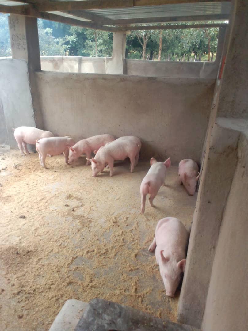 Live Weaner Pigs