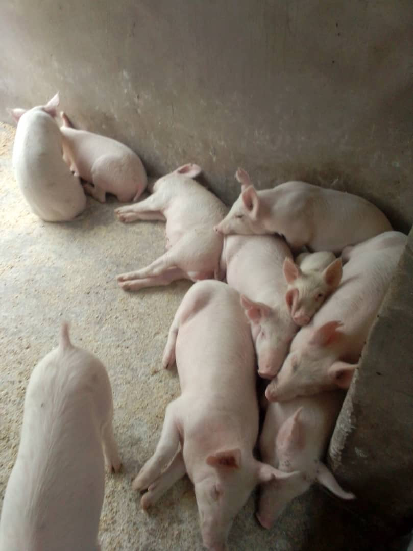 Live Weaner Pigs