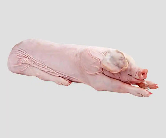 Whole Large White Pig Carcass